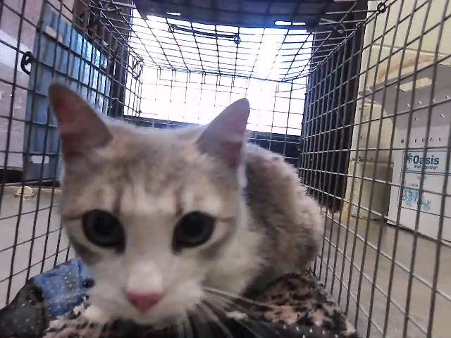 The Deer Lady