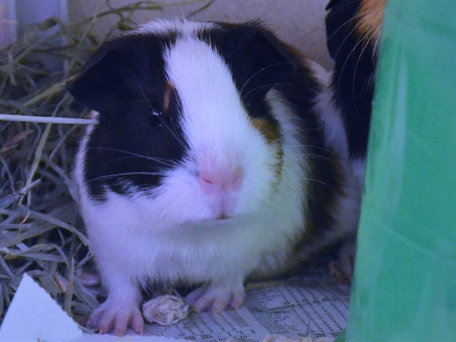 Guava