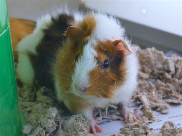 Kiwi