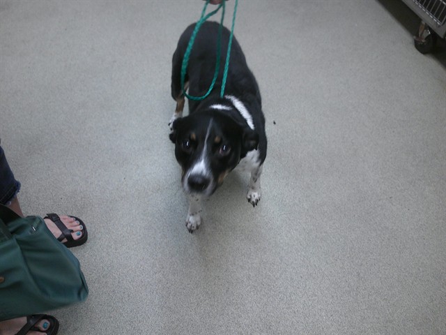 Adoptable Dog