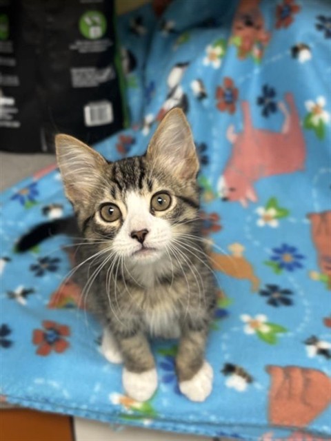 *Mittens