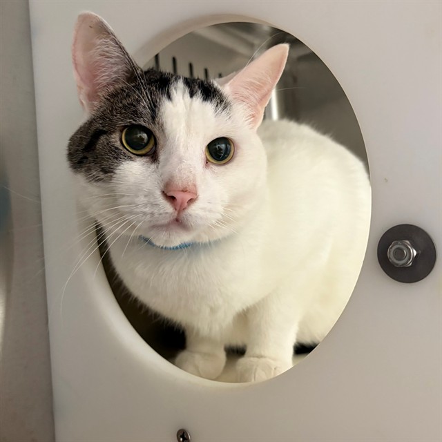 Pinky