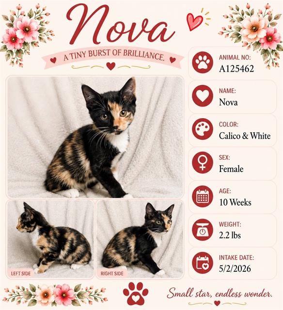 Nova
