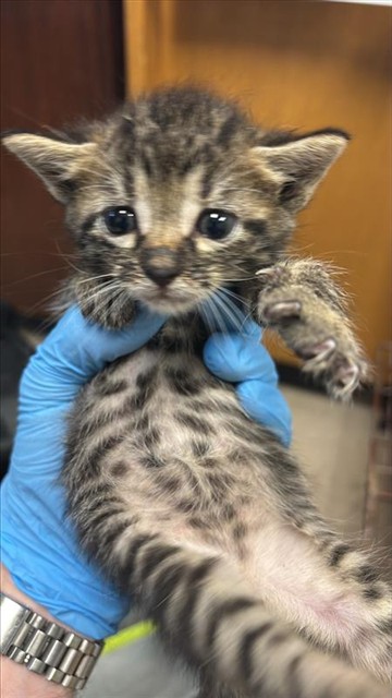 Piper