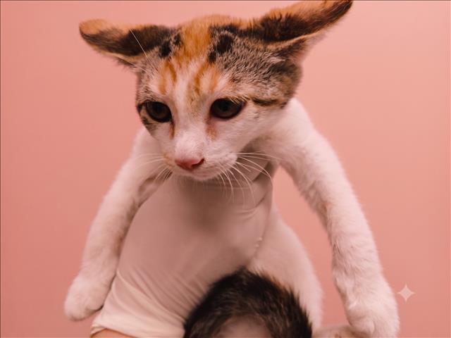 Sugar