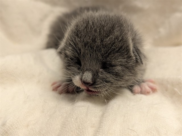 Gus - In Foster