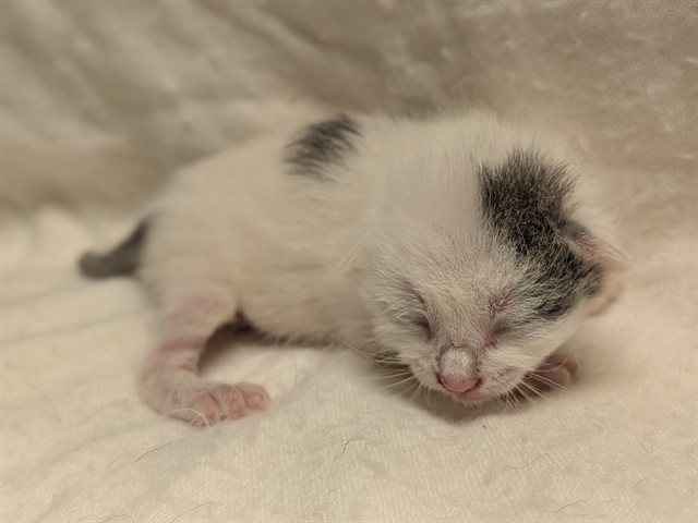 Mabel - In Foster