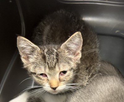 Peanut
