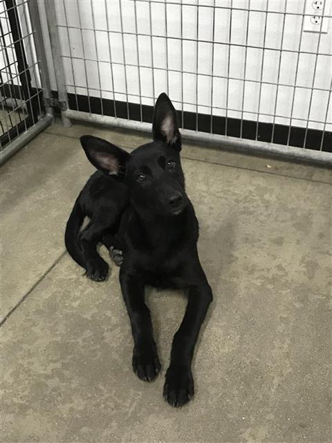 Adoptable Dog