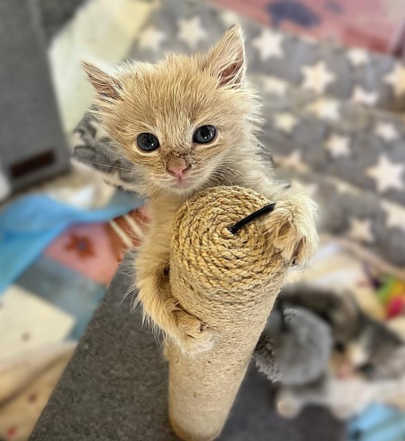 Chip