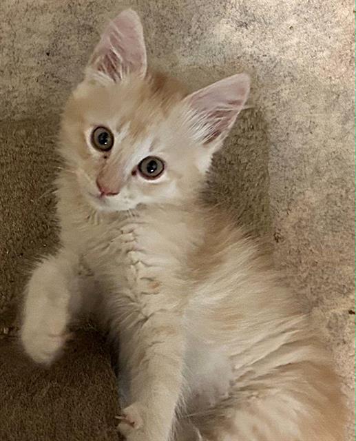 Frankie