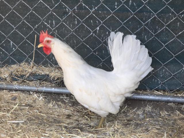 Adoptable Bird