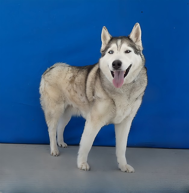 Kira