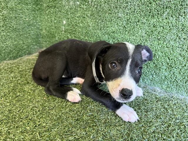 Adoptable Dog