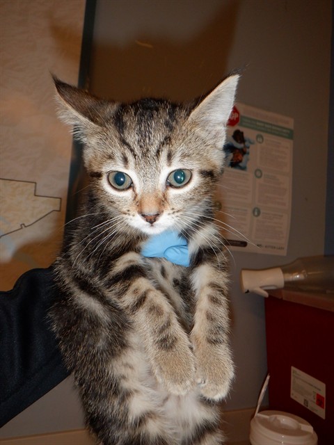 Adoptable Cat