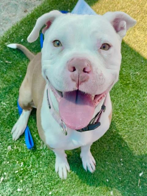 Urgent Med Adopt Paloma