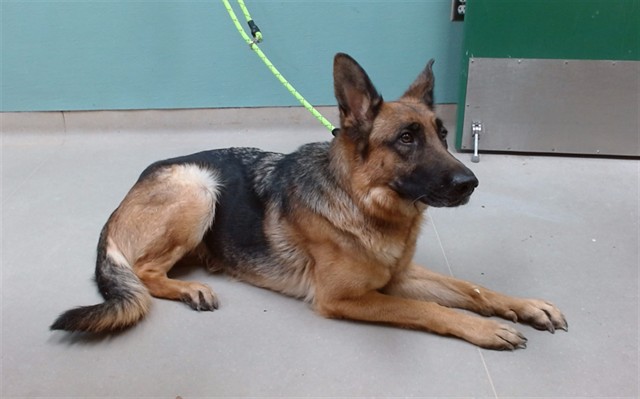 Adoptable Dog
