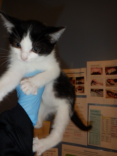 Adoptable Cat