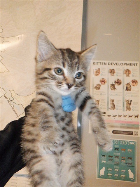 Adoptable Cat