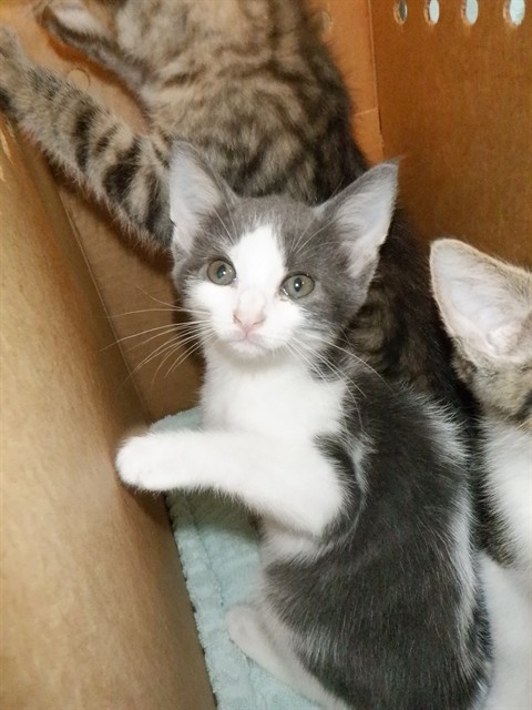 Adoptable Cat