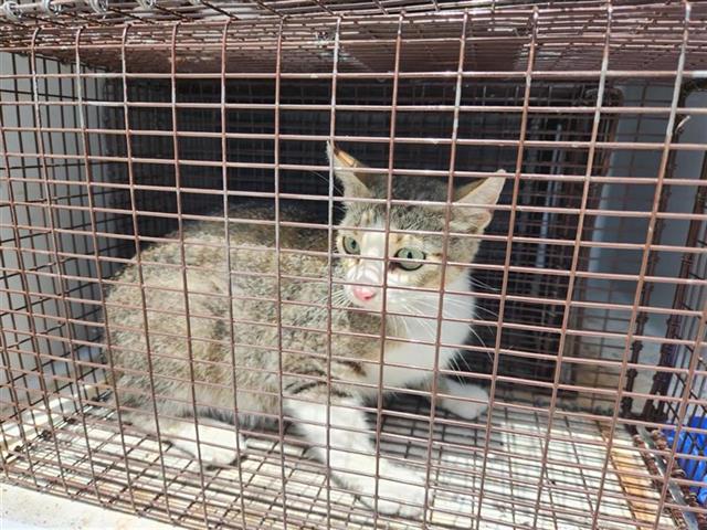 Adoptable Cat