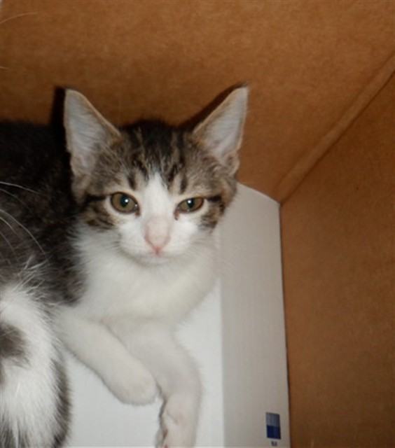 Adoptable Cat