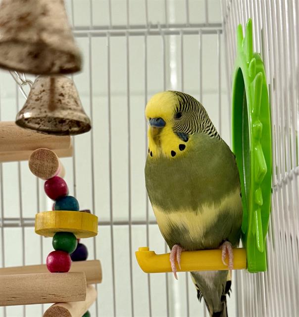 Sammy