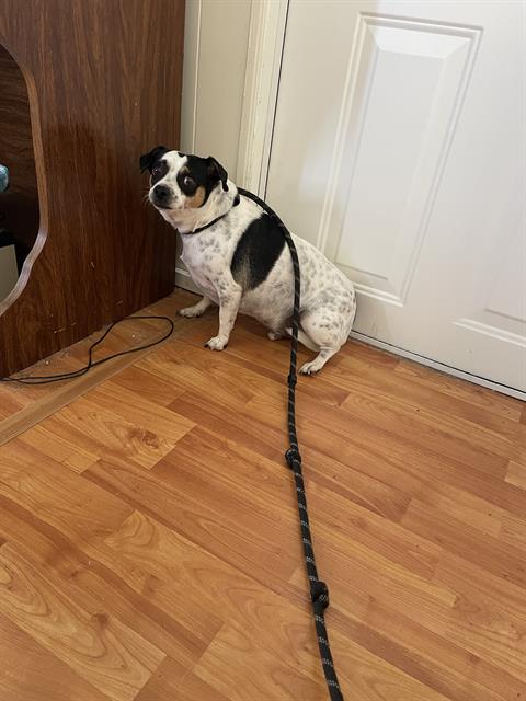 Bolt