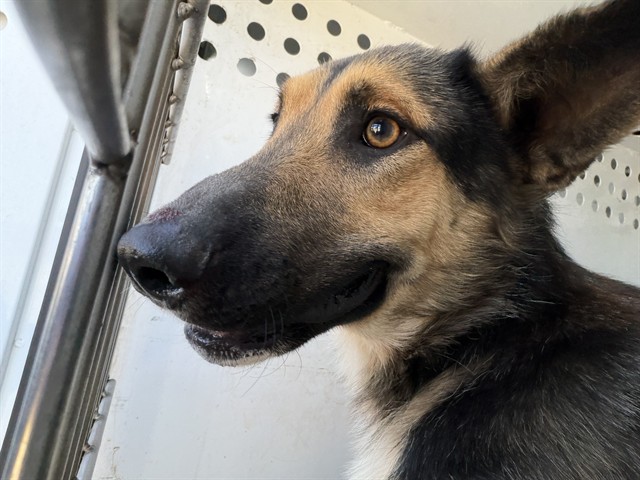 Adoptable Dog