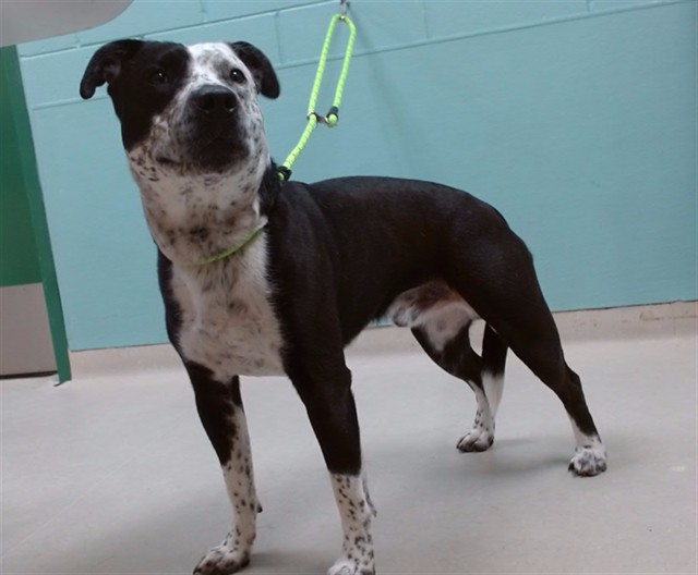 Adoptable Dog