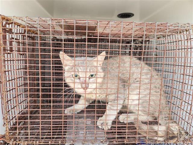 Adoptable Cat