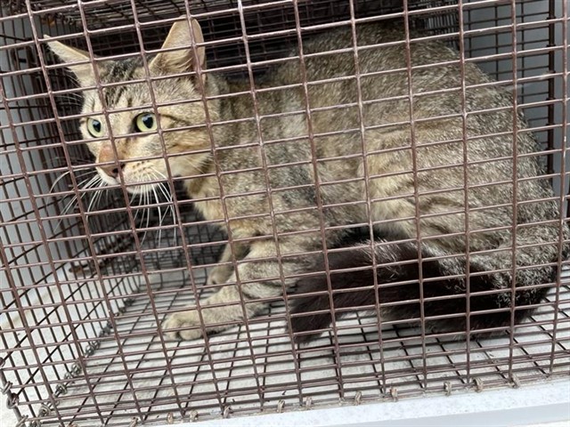Adoptable Cat