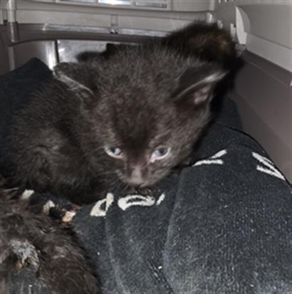 Adoptable Cat