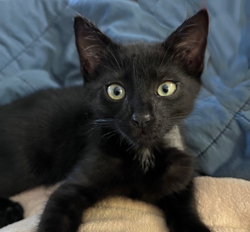 Jet*