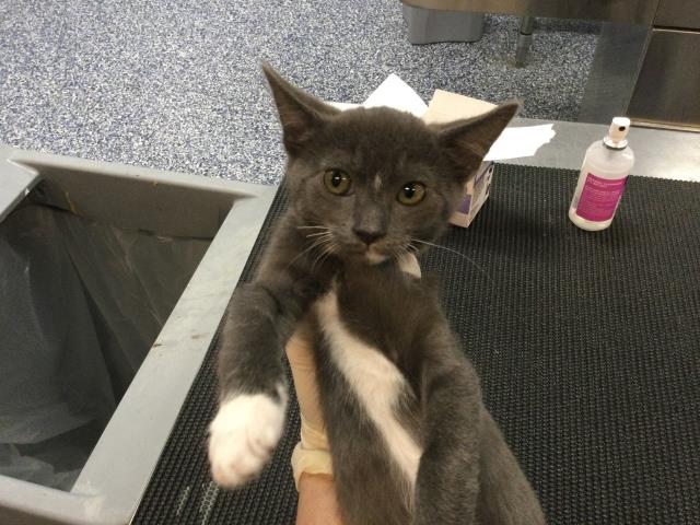 Adoptable Cat