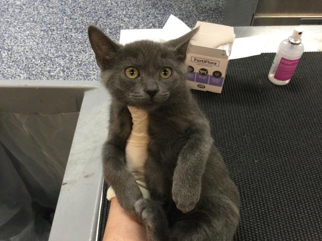 Adoptable Cat