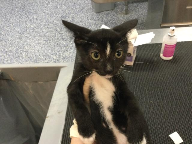 Adoptable Cat