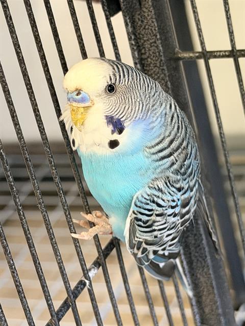 Adoptable Bird