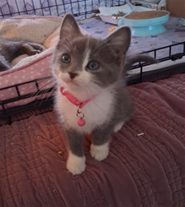 Eloise