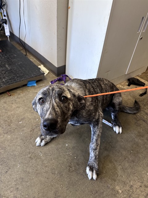 Aurora - Adoption Pending