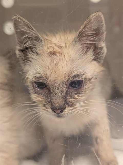 Kc - Needs A Foster
