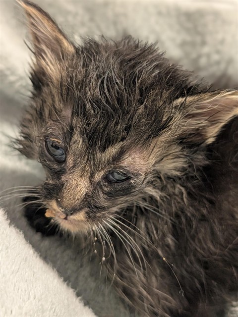 Trinity - Needs A Foster