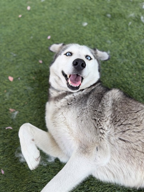 Heidi