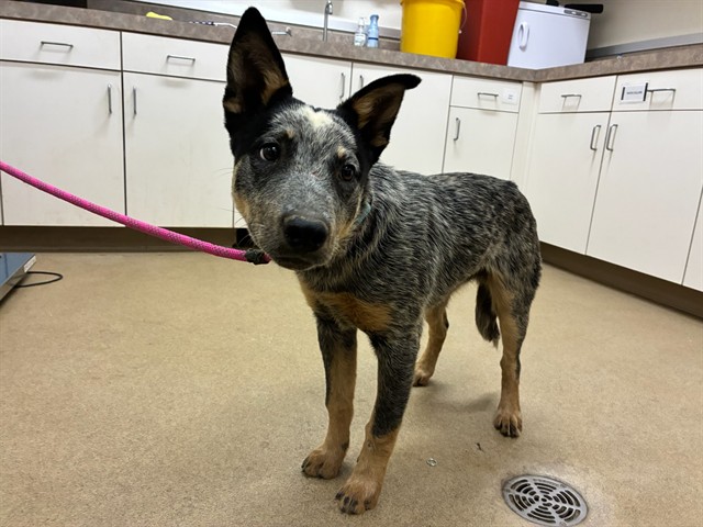 Adoptable Dog