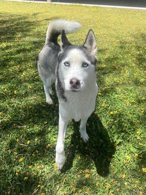 Echo