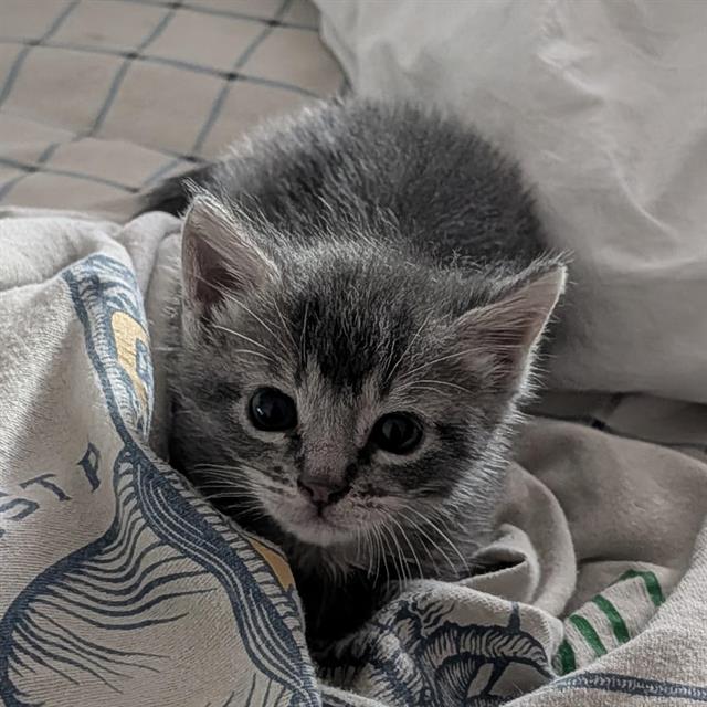 Pretzel