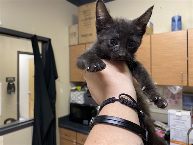 Adoptable Cat