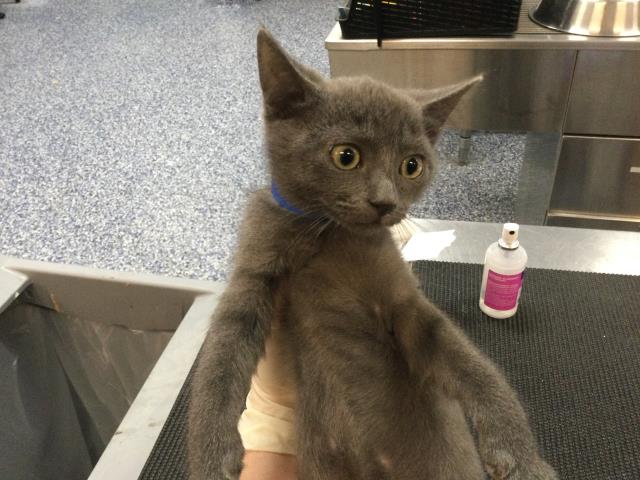 Adoptable Cat