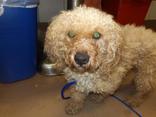 Adoptable Dog