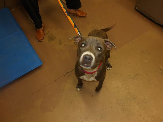 Adoptable Dog